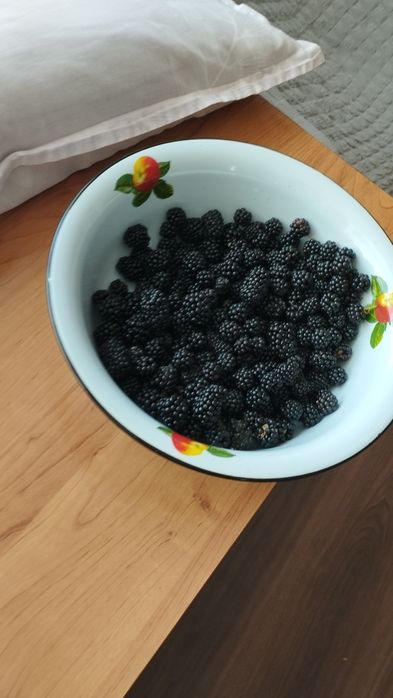 Ежевика саженцы көшет