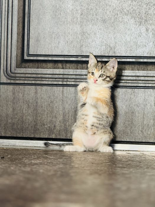 Котята добрые руки