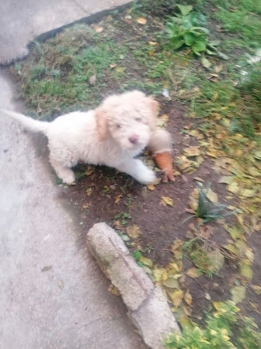 Продавам куче Лагато Романьоло на 5 месеца