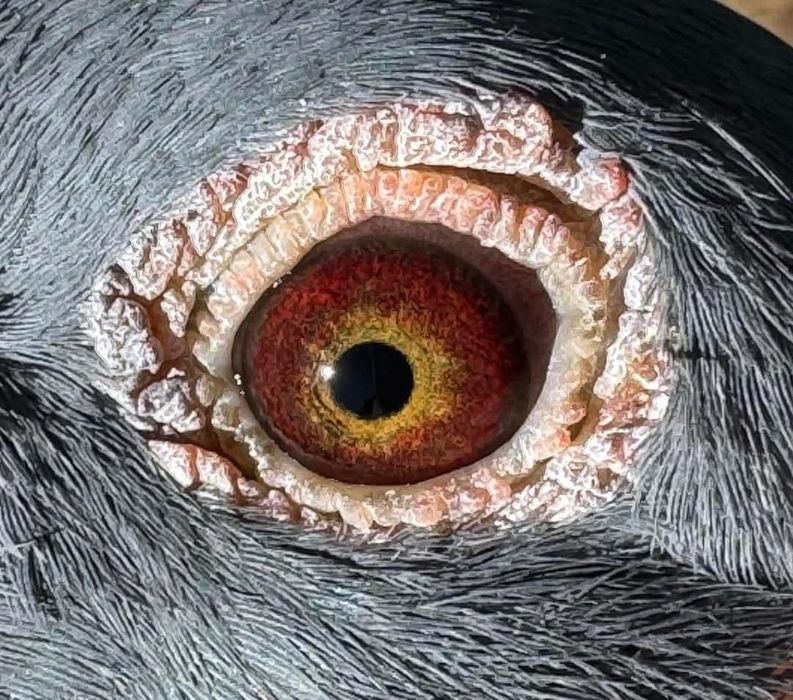 Vând porumbei voiajori