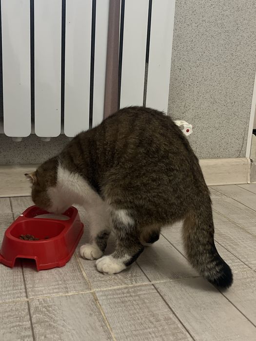 Кошка отдадим в хорошие руки