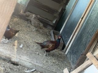 Fazani comuni...