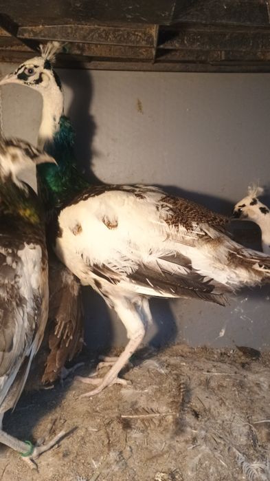 Păuni tineri diferite culori