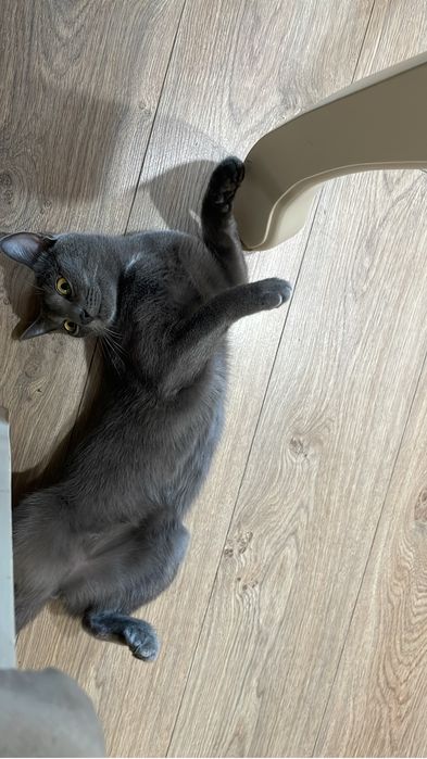 Отдам кошку в добрые руки