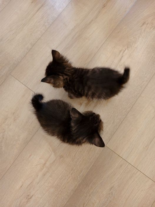 Котята малыши, 1 месяц