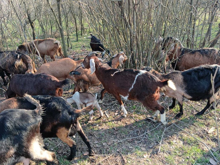 Vând capre anglo nubiene