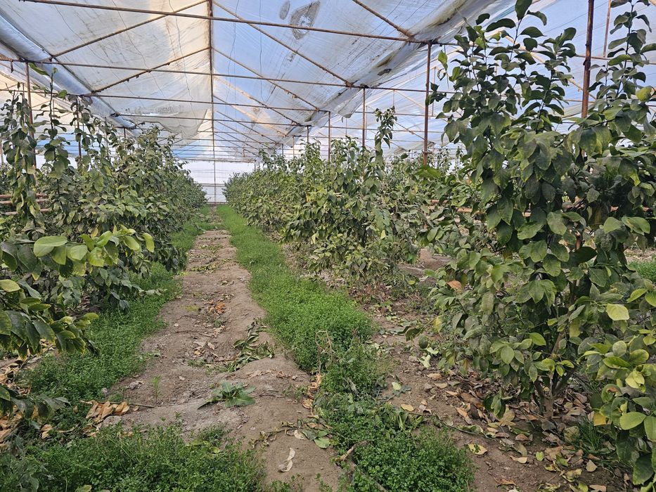 Иссикхона Теплица Парник Лимонария Навоий Вилоят Кармана Эски Шахарда