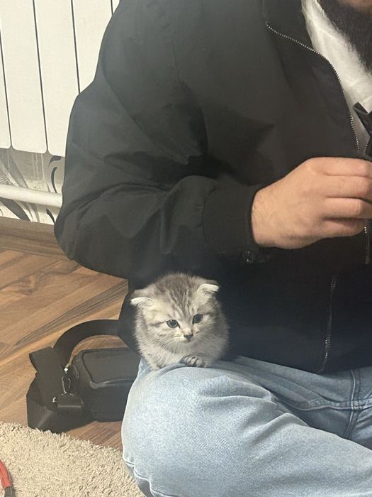 Котенок вислоухий шотландец