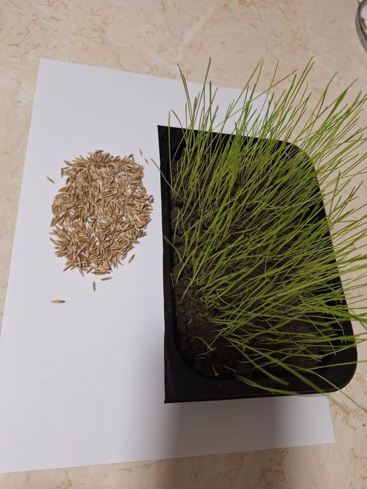 Sămânță Iarba coasă,pășune , Lollium,Festuca, Raigras, Amestec