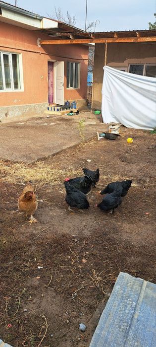 Хороз товула сотилади