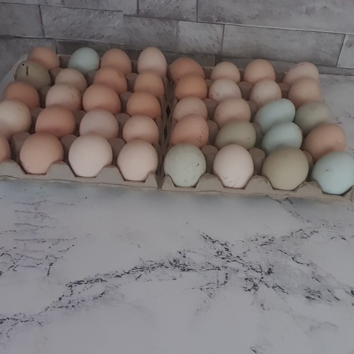 Ouă pentru consum