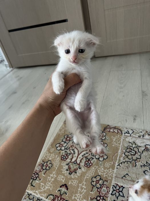 Котенки есть 1,5 месяцов девочка и мальчик
