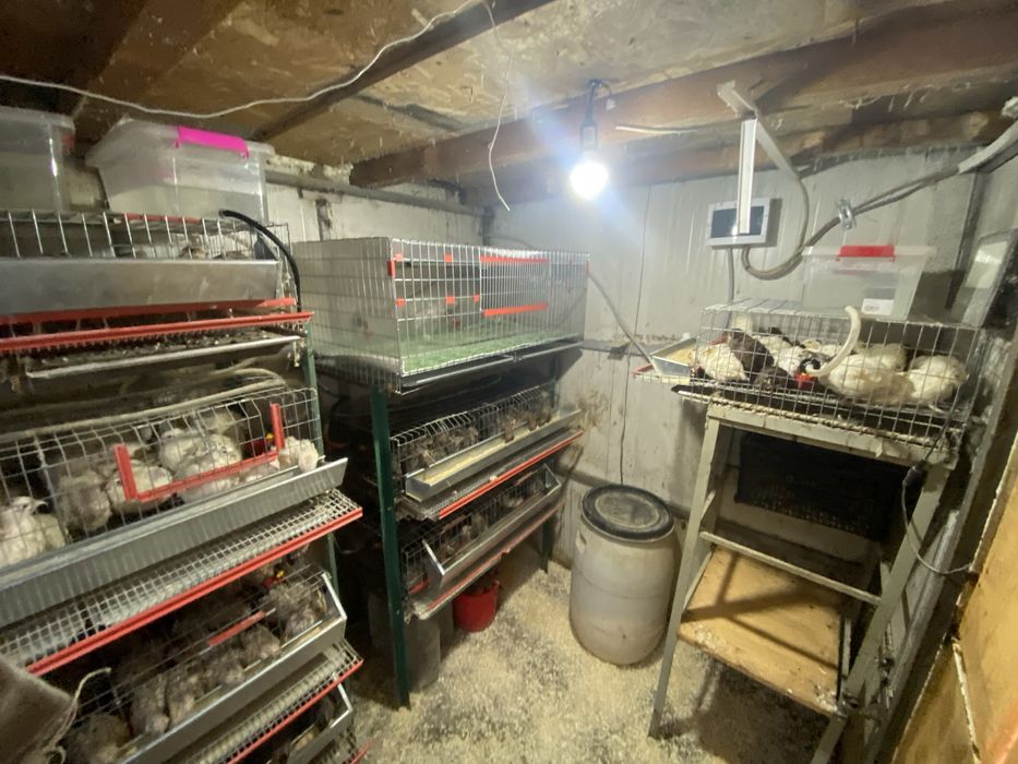 Disponibil oua proaspete de prepelite pentru consum si incubat