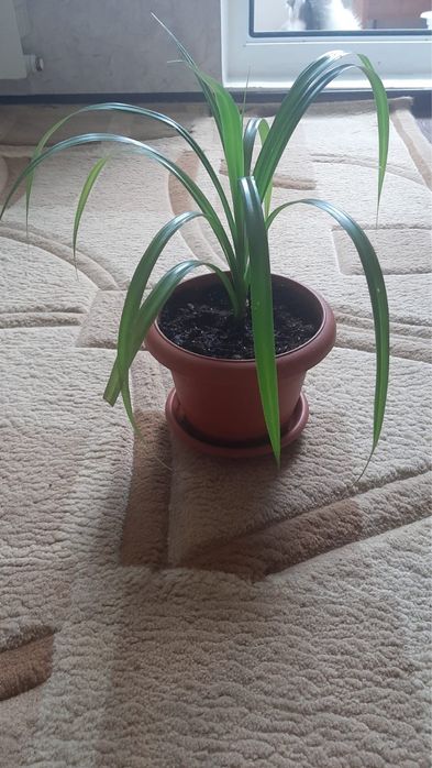 Продам комнатные цветы!