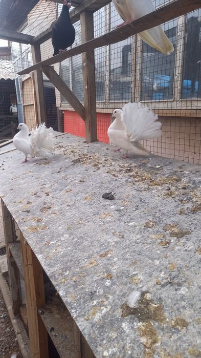 Голуби пара павлинов