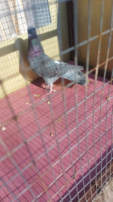 Голуби широкохвостые