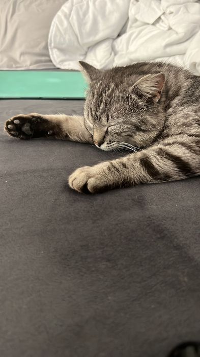 Крошечный котик мини-барс Рафаэль