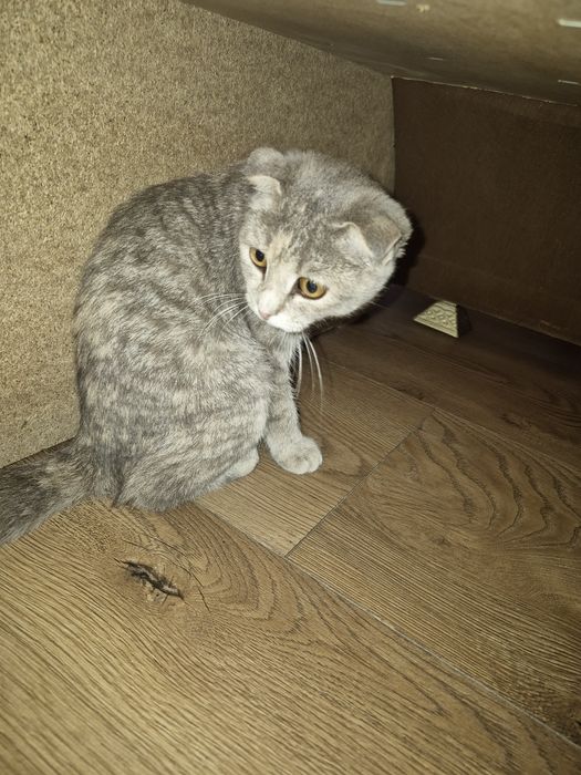 Отдам кошку в хорошие руки