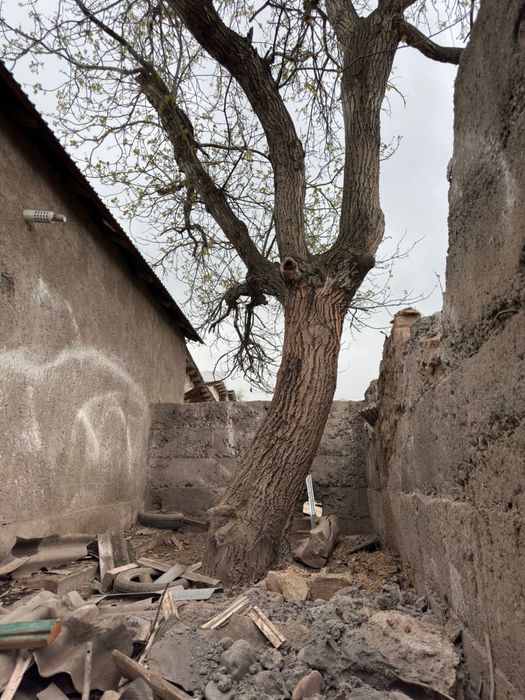 Дерево, агаш, тал, отын