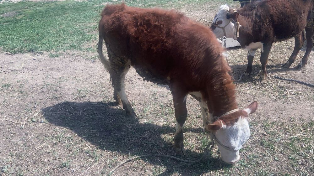 Бзаулар сатылыды 1 жасарлар