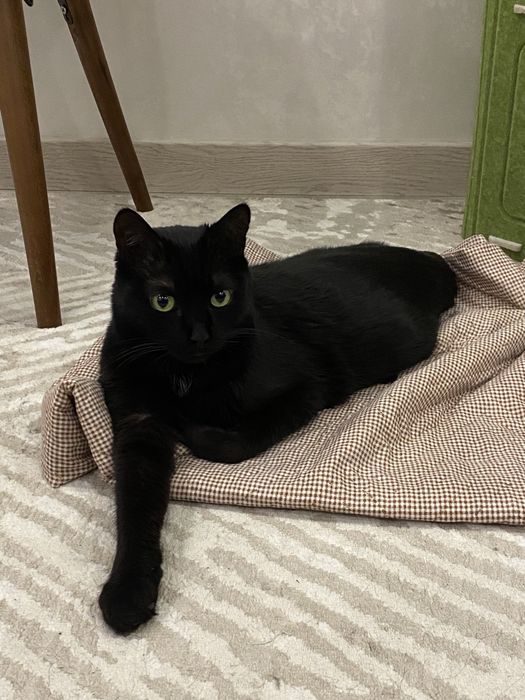 Трехлапый черный котик