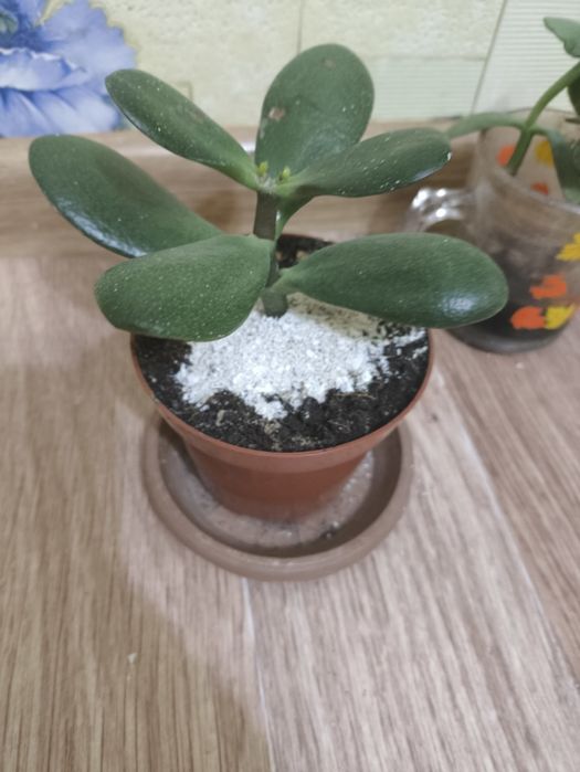 Денежное дерево красулла тостянка