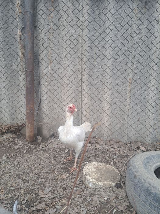 Дакан, шолпан микс шамо