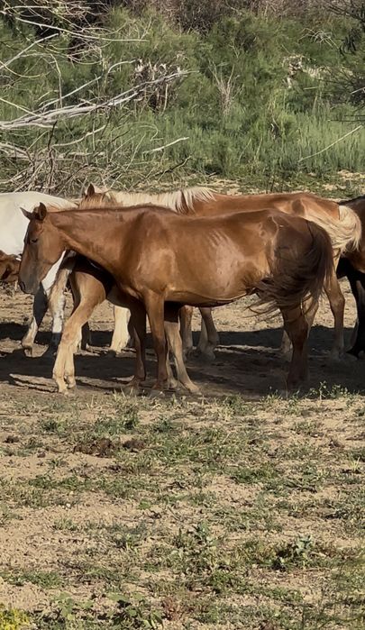 Үйір жылқы буаз биелер сатылады