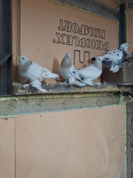 Продам голубей игра гребля тяга