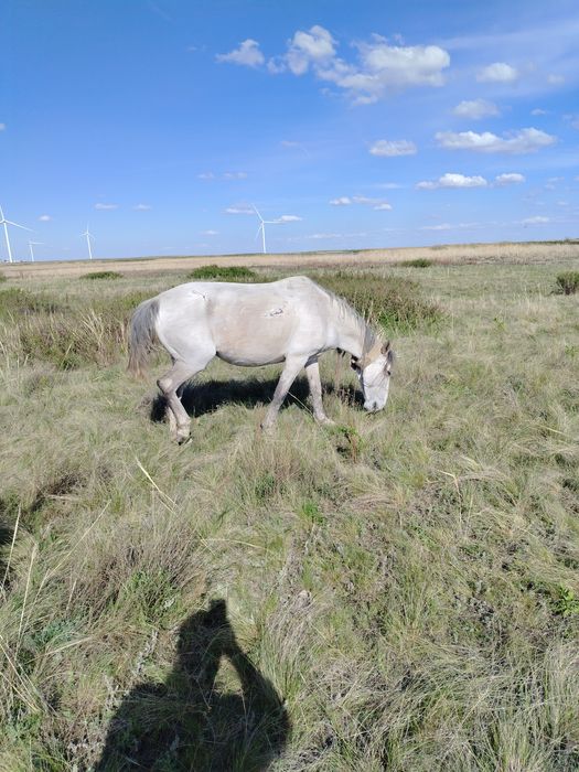 Ту бйе сатылады или обмен