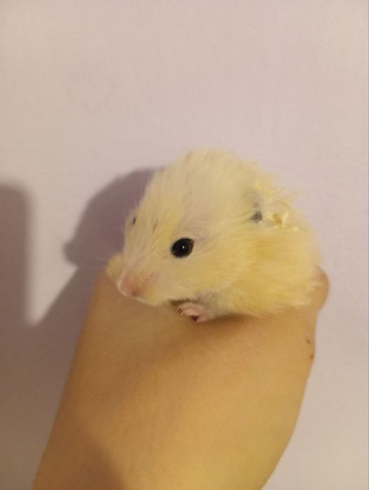 Продаётся хомяки породистый