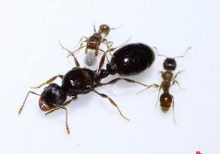 Муравьи дерновые