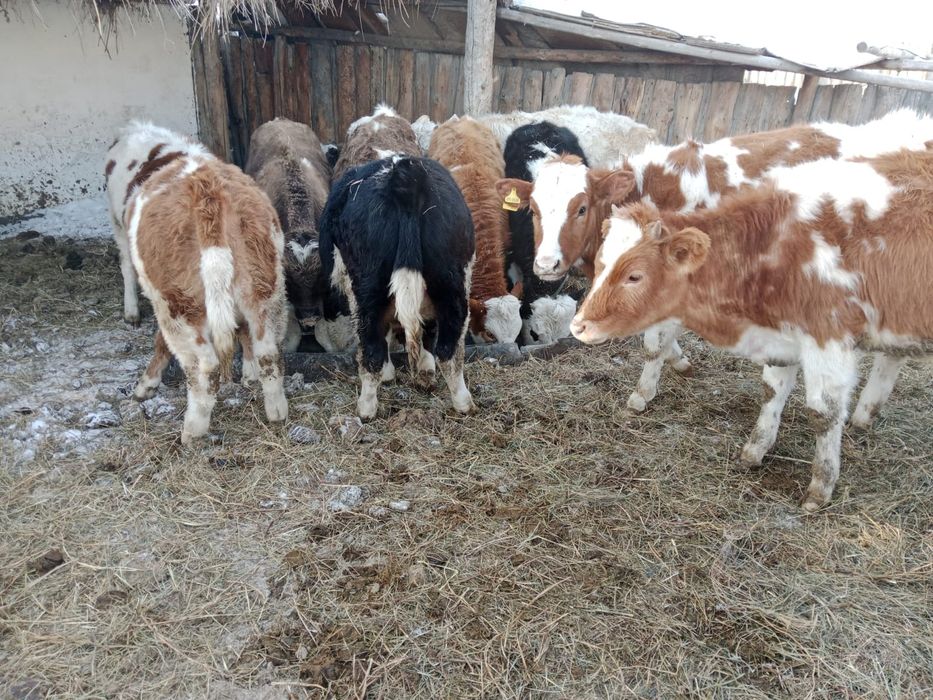 Продам Семитауских Бычков