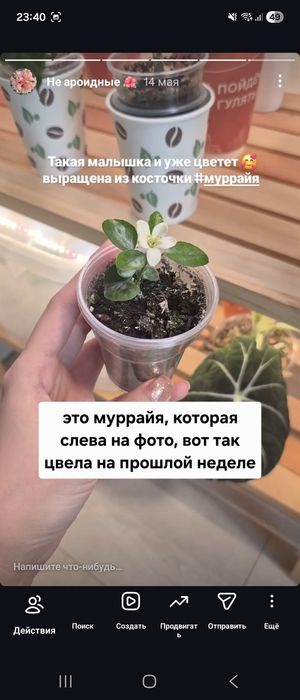 Муррайя метельчатая / мурайя