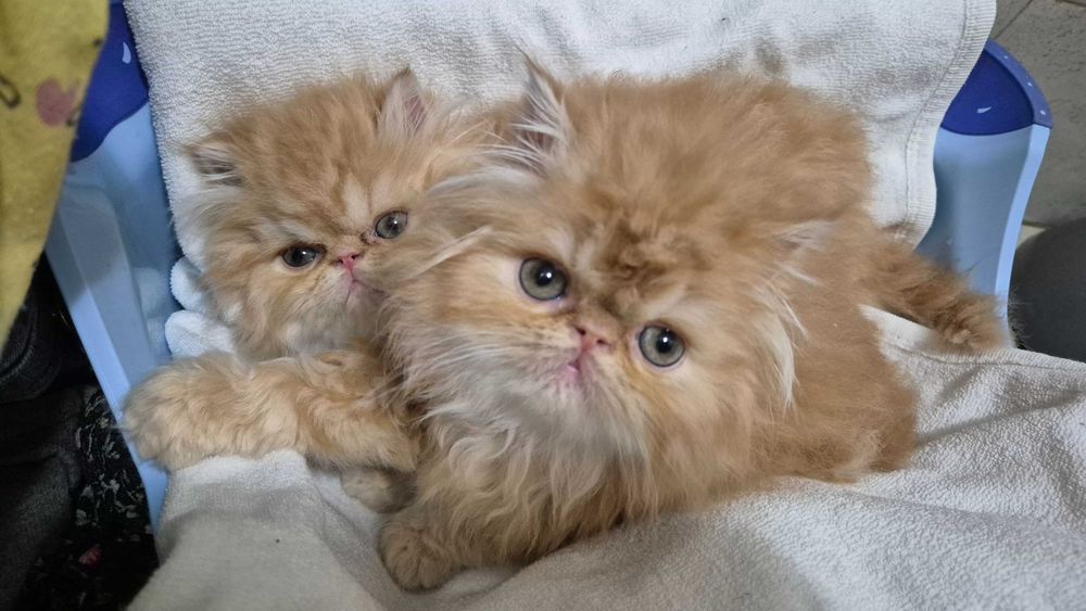 Pisici persane orange cu botic turtit