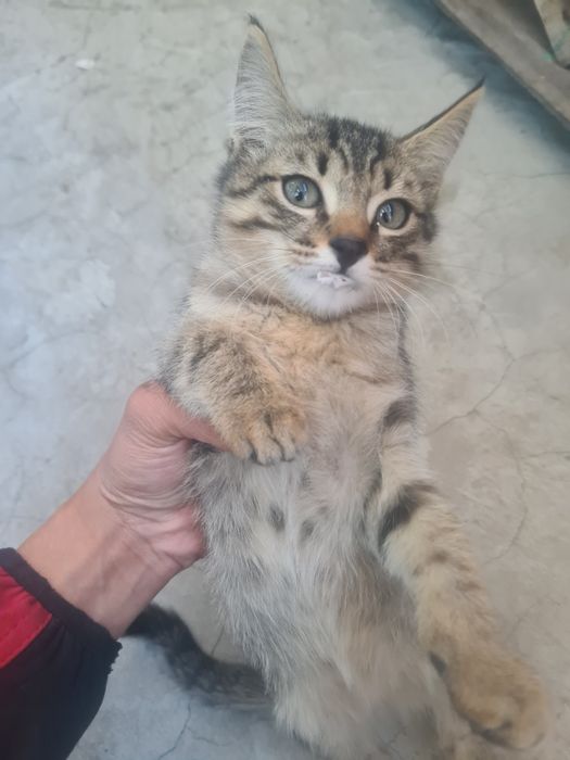 Отдаю котят в добрые руки