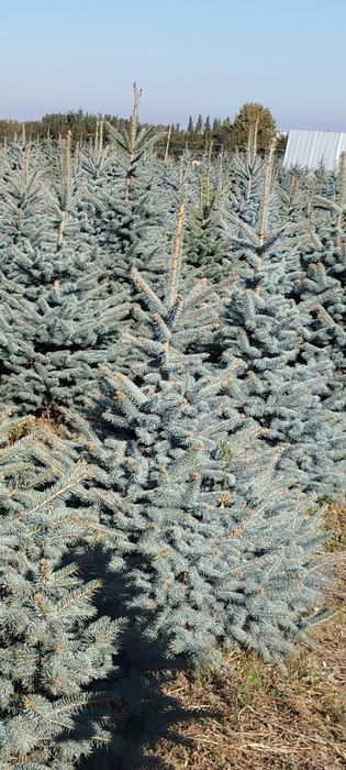 Galiboy yel oq archa