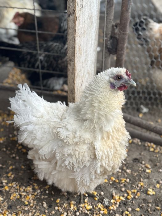 Ouă incubat gaini frezate.