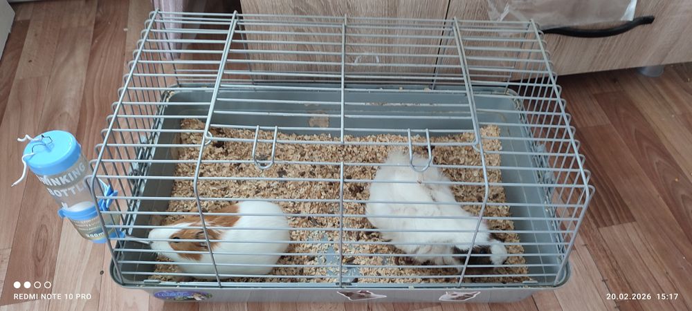 Морские свинки самец с самкой