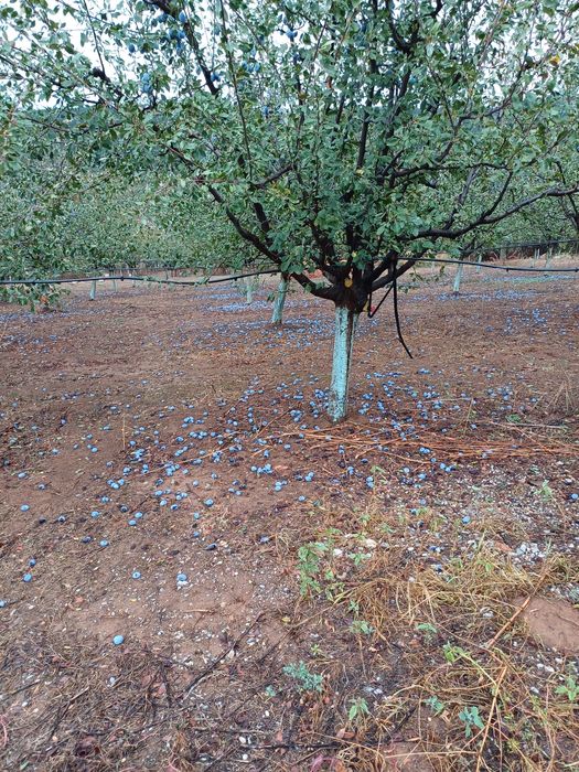 Отдавам пад наем овощна градина