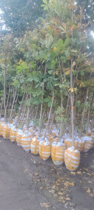 Palma sotiladi srochna