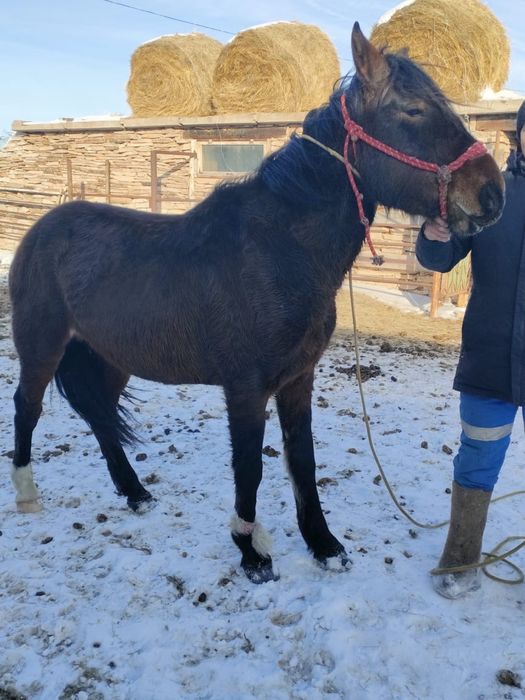 Продам лошадь Дөнен