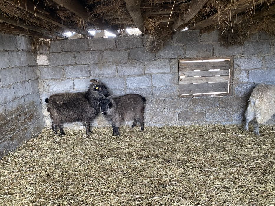 Козы и козлята 15 голов