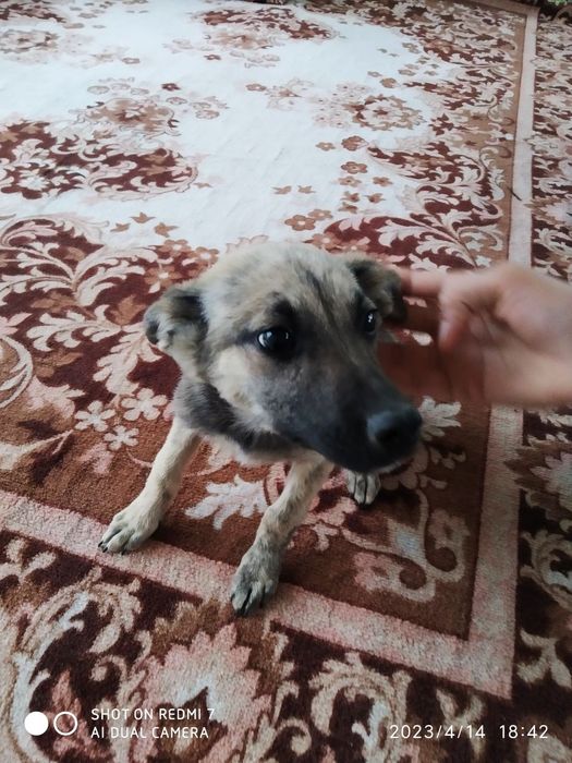 Kuchukchalar mexribon