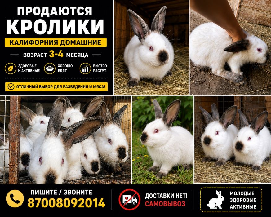 Кролики калифорния
