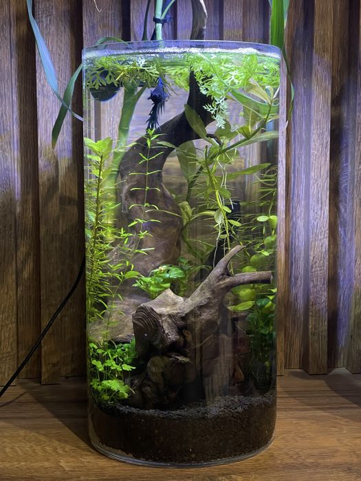 Acvariu/Vaza cu pesti Betta