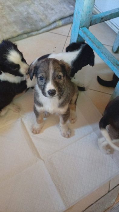 Собачки ищут дом!