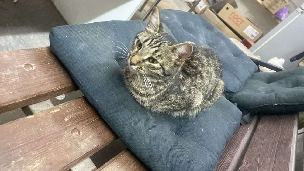 Кошечка в добрые руки