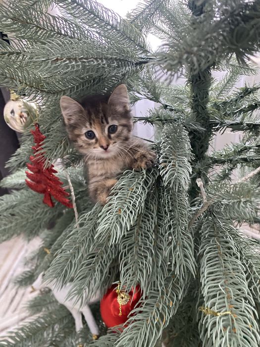 Отдам котят в добрые руки