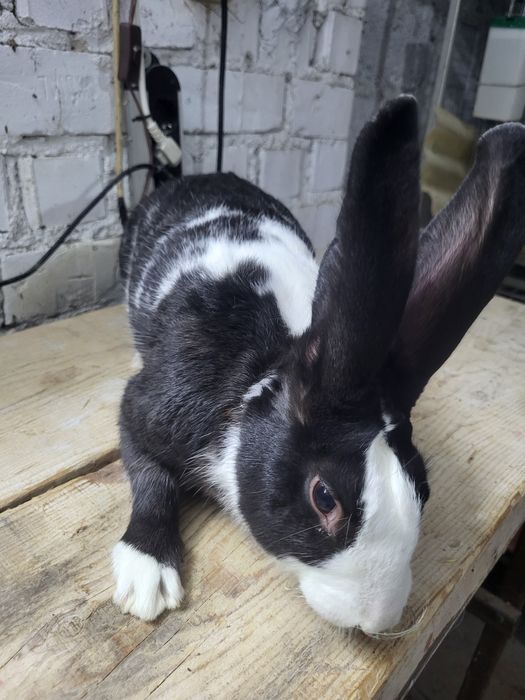 Iepuri HycoleFrancez & Alb de Pannon